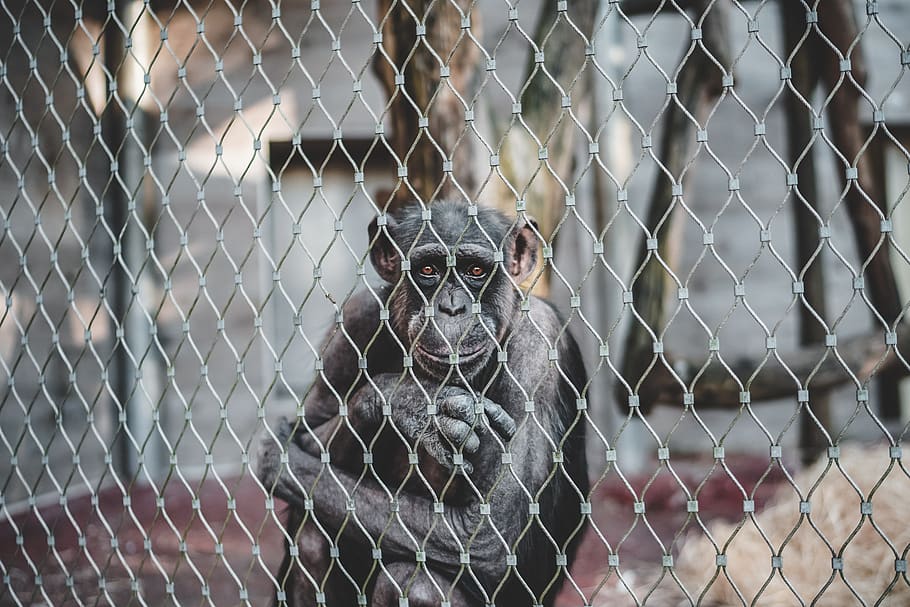 monkey sitting inside a cage, primate, focus on foreground, one animal HD wallpaper