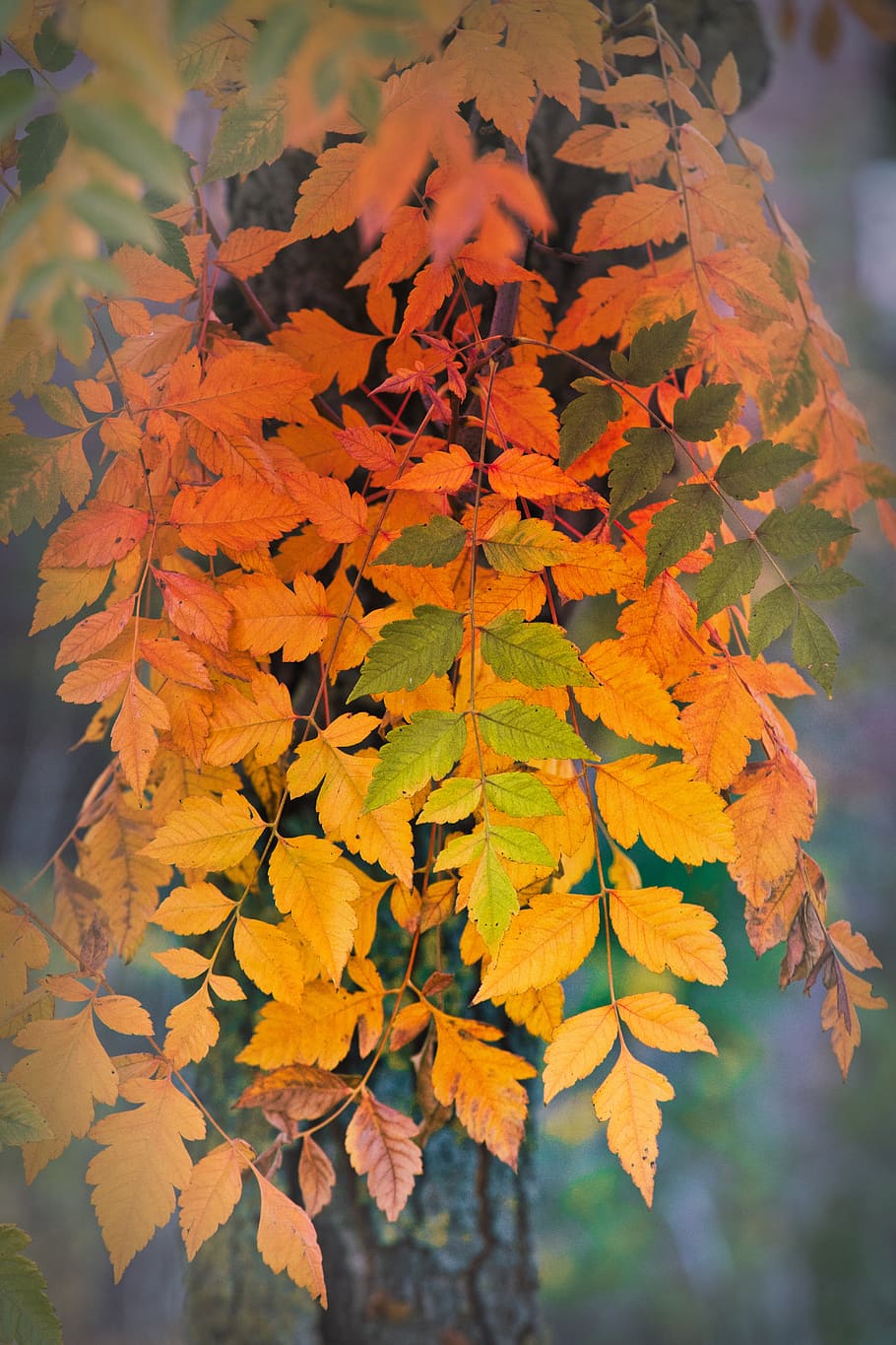 Autumn Wallpaper Photos Download The BEST Free Autumn Wallpaper Stock  Photos  HD Images