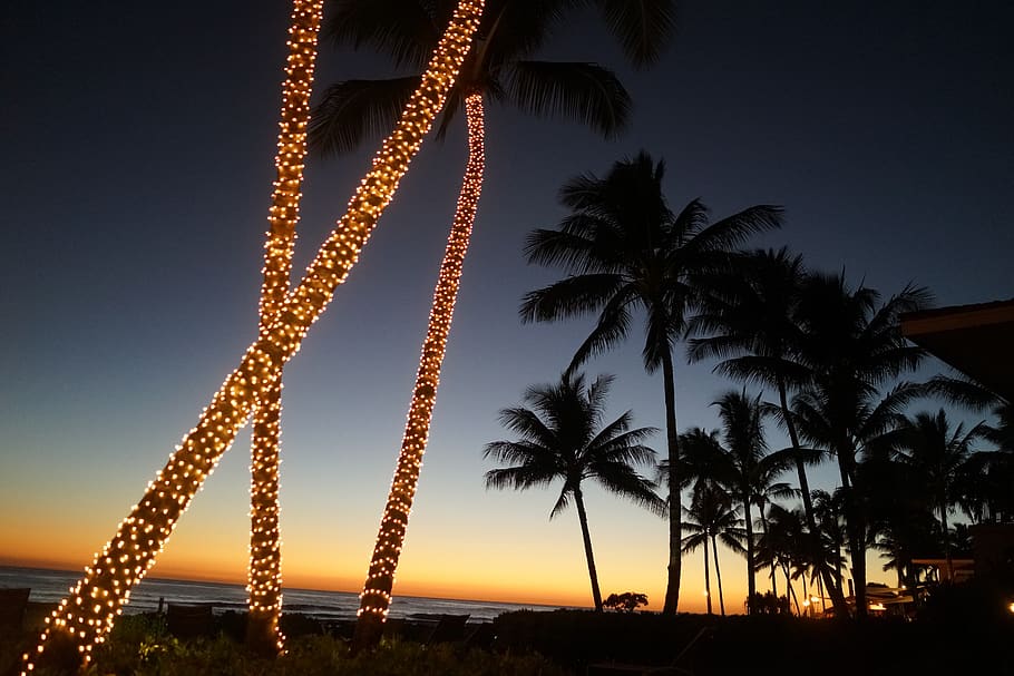 united states, koloa, poipu beach, palm tree, kauai, christmas light, HD wallpaper