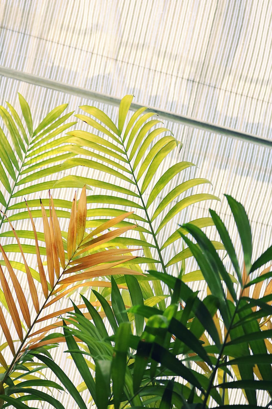 Low Angle Photo of Linear Leaf Plant, bright, close-up, color HD wallpaper