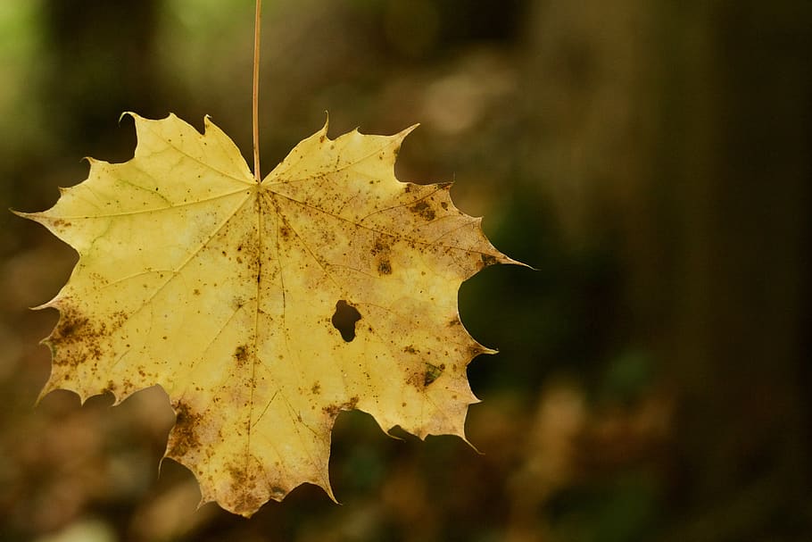 leaf, fallen, autumn, tree, yellow, focus, decay, single, plant part HD wallpaper