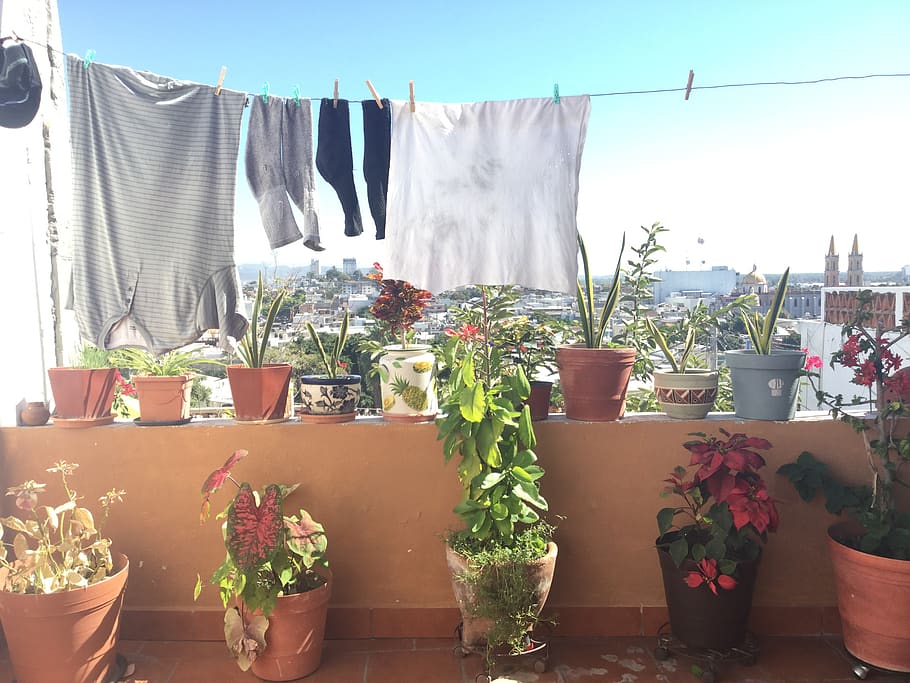 mexico, mazatlán, potted plant, nature, hanging, day, clothesline HD wallpaper