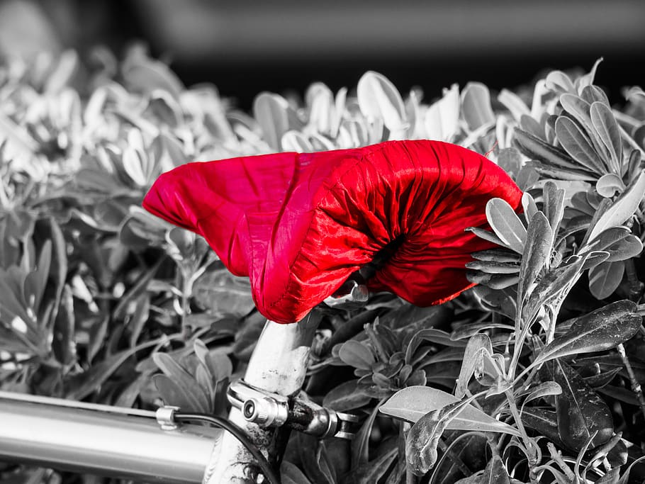 red, saddle, bicycle, plant, flower, petal, flowering plant HD wallpaper