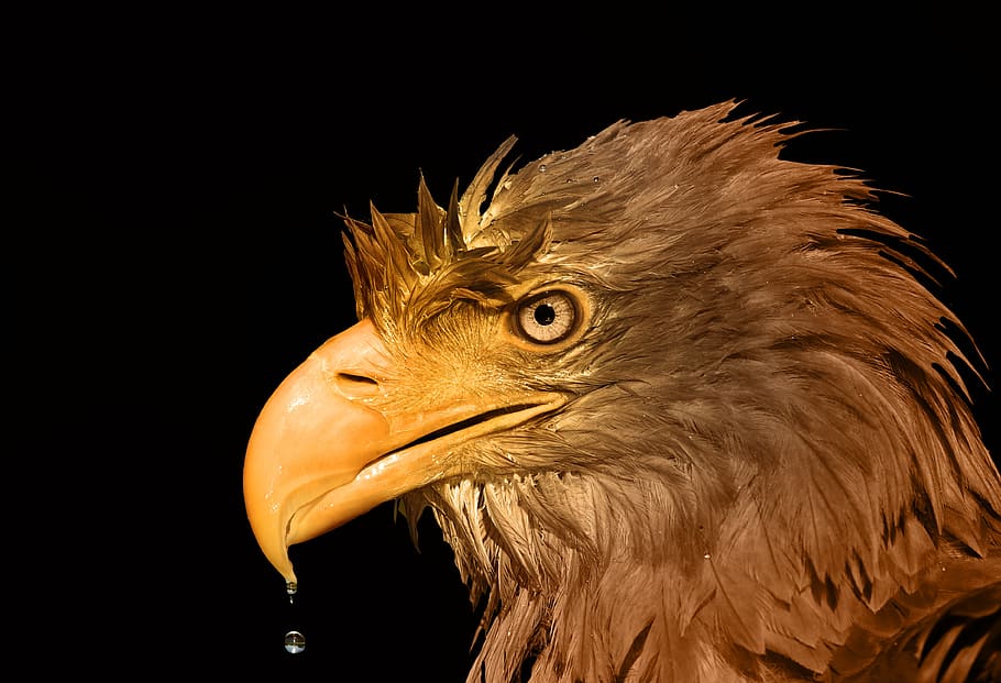 eagle, volatile, animal, animals, nature, bird, beak, raptor HD wallpaper