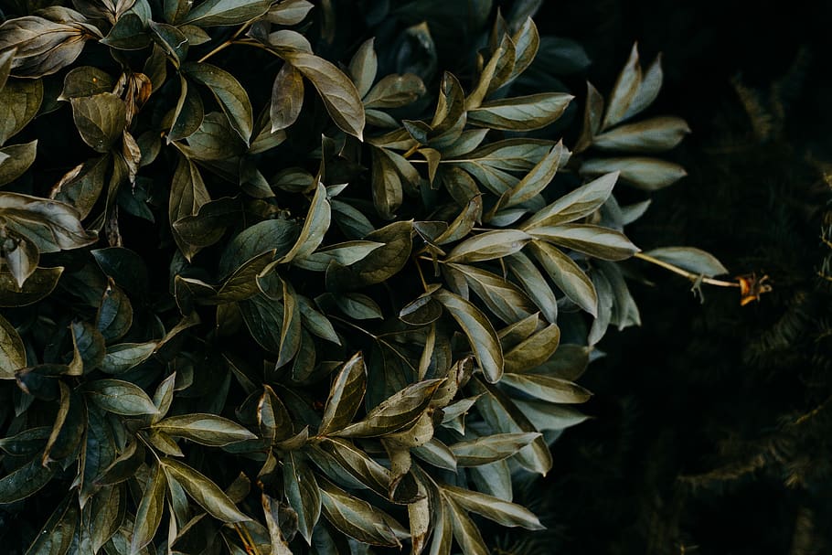green leafed trees, plant, vegetable, food, grain, flora, seed HD wallpaper