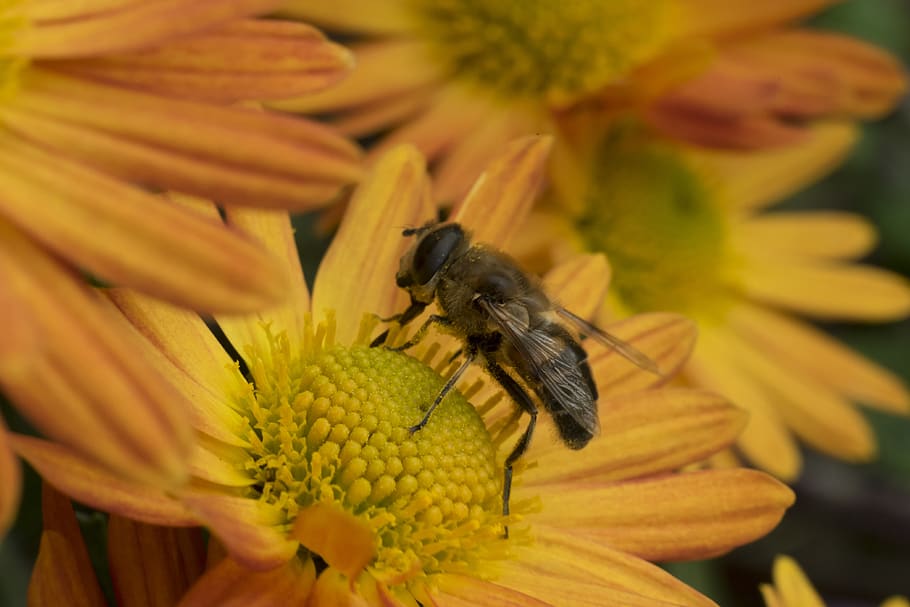 macro, bee, flower, chrysanthemum, insect, pollen, wings, nature HD wallpaper
