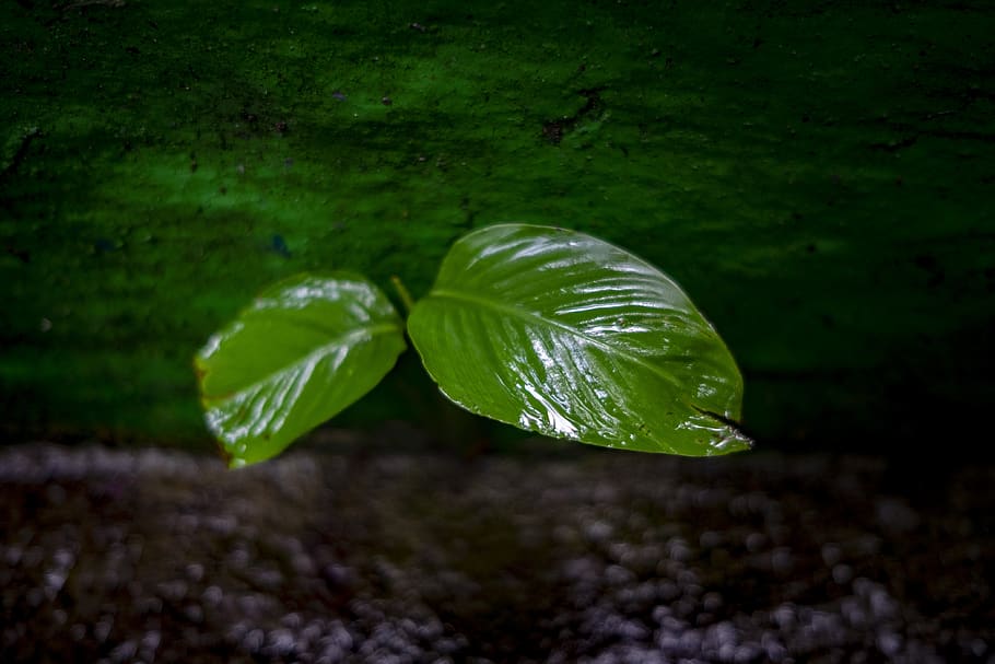flower, leaf, forest, plant part, green color, growth, nature HD wallpaper
