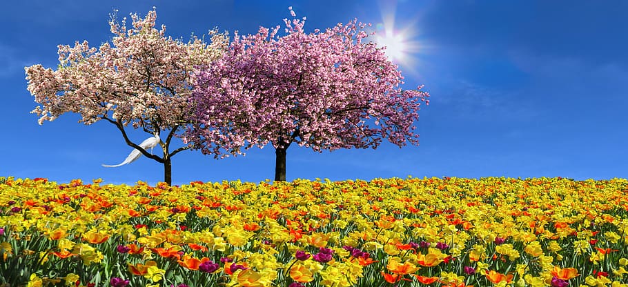 nature, landscape, emotions, spring, flowers, tulips, daffodils HD wallpaper
