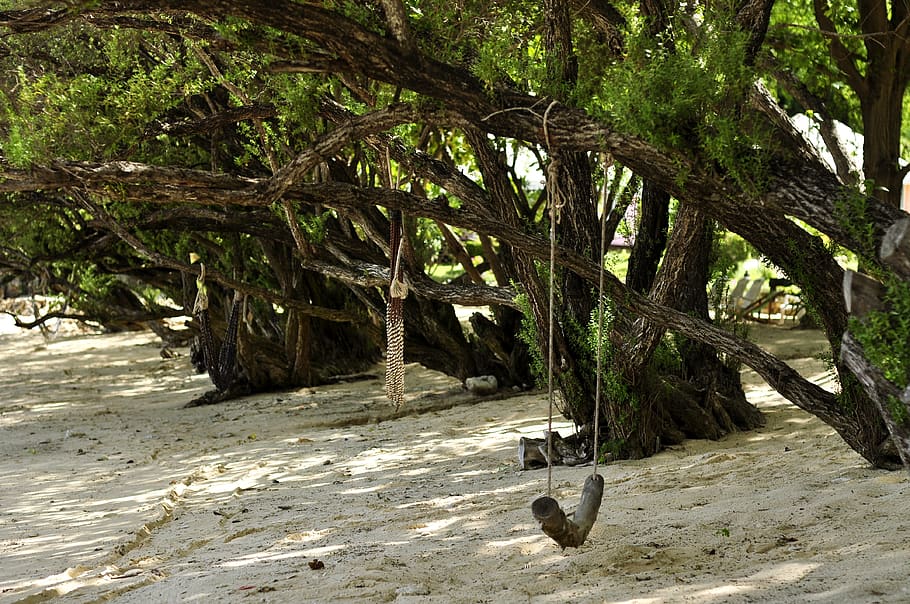 beach, sand, rest, nature, plant, tree, animal themes, animals in the wild HD wallpaper