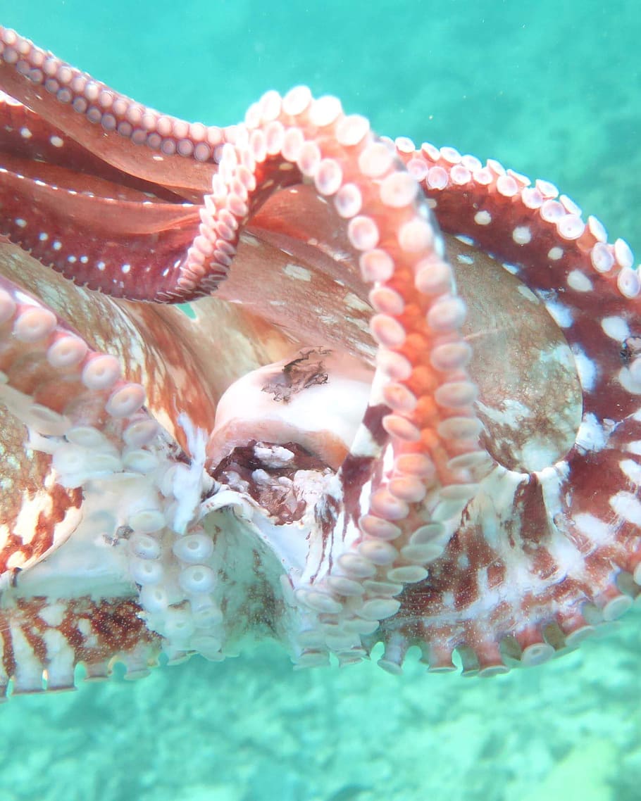 animal, animal wildlife, animal themes, sea, animals in the wild HD wallpaper