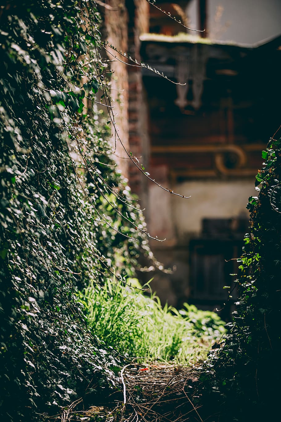 plant, ivy, tree, leaf, green, canon, nature, bokeh, details HD wallpaper