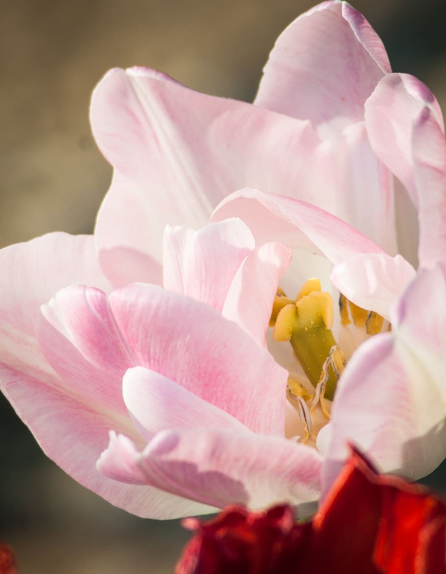 tulip, flower, spring, pink, close up, nature, garden, flora HD wallpaper