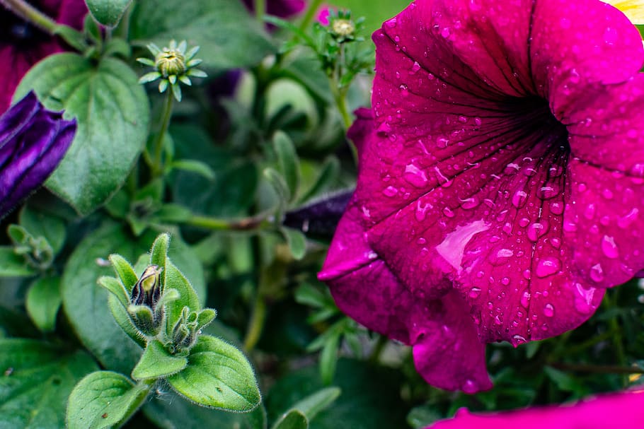 Close-Up Photography of Petunia Flower, beautiful, bloom, blooming HD wallpaper