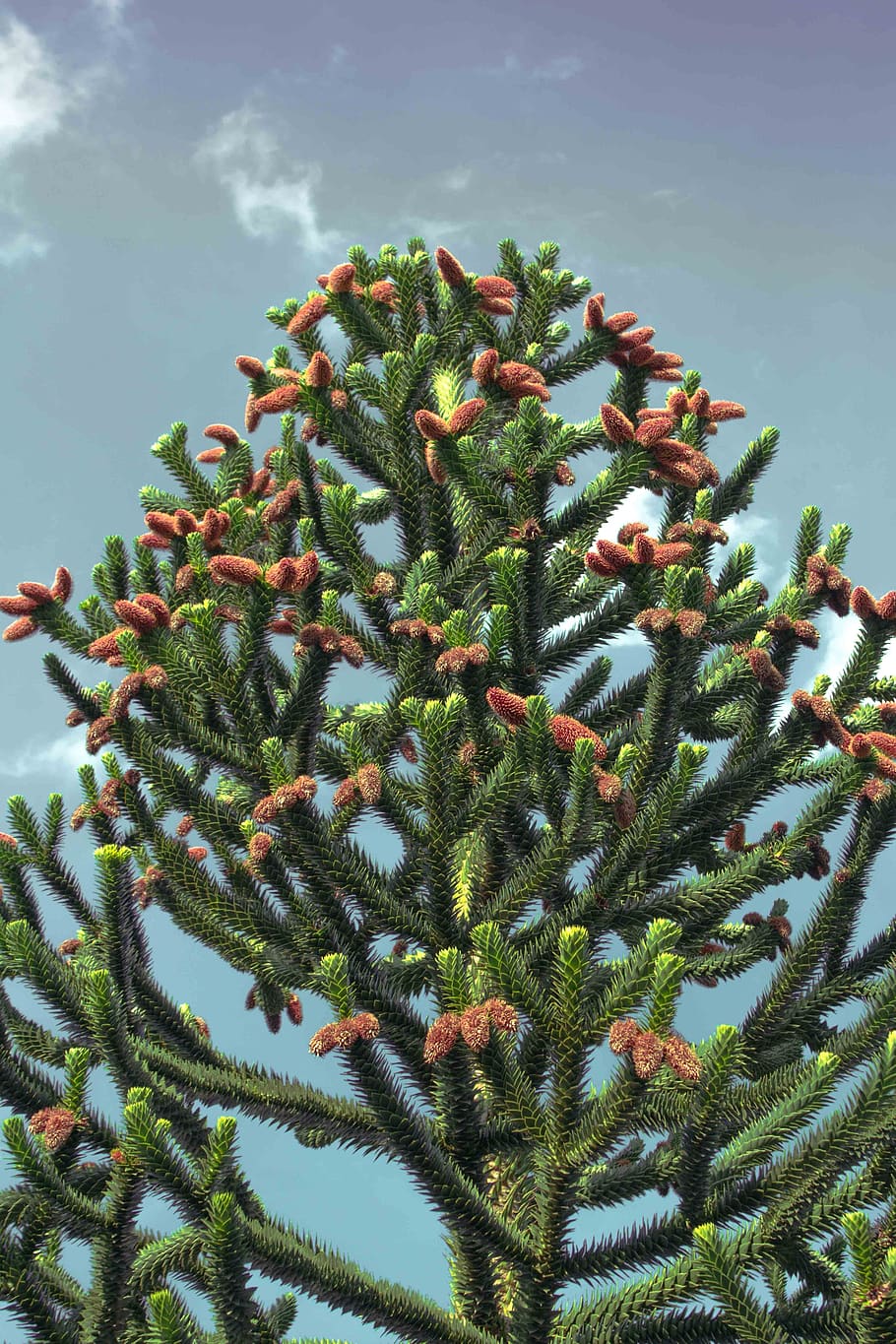 chile pine, araucana, araucaria araucana, chile fir, shed fir, HD wallpaper