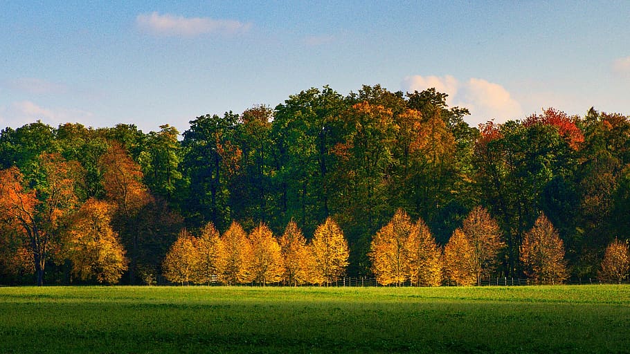 trees, forest, colored, landscape, nature, autumn, plant, beauty in nature HD wallpaper