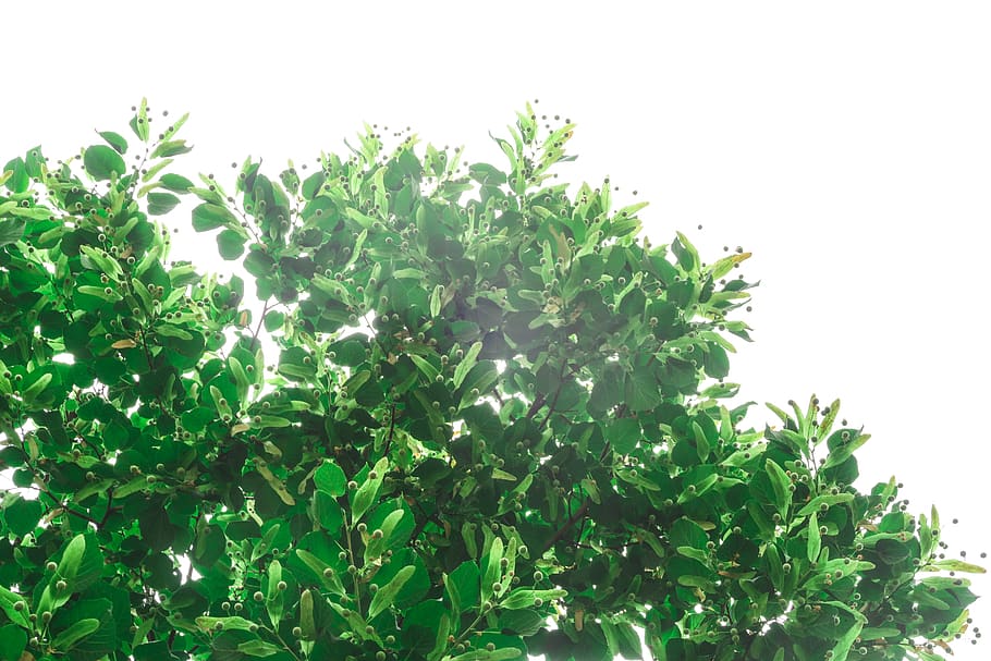 nature, green, wallpaper, spring, tree, growth, plant, plant part HD wallpaper