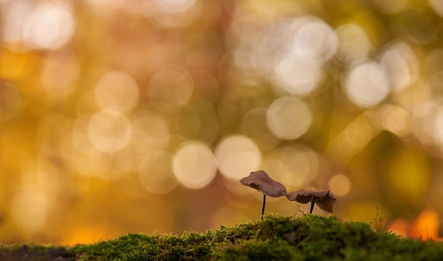 green grass, plant, moss, animal, bird, photo, photography, mushroom HD wallpaper