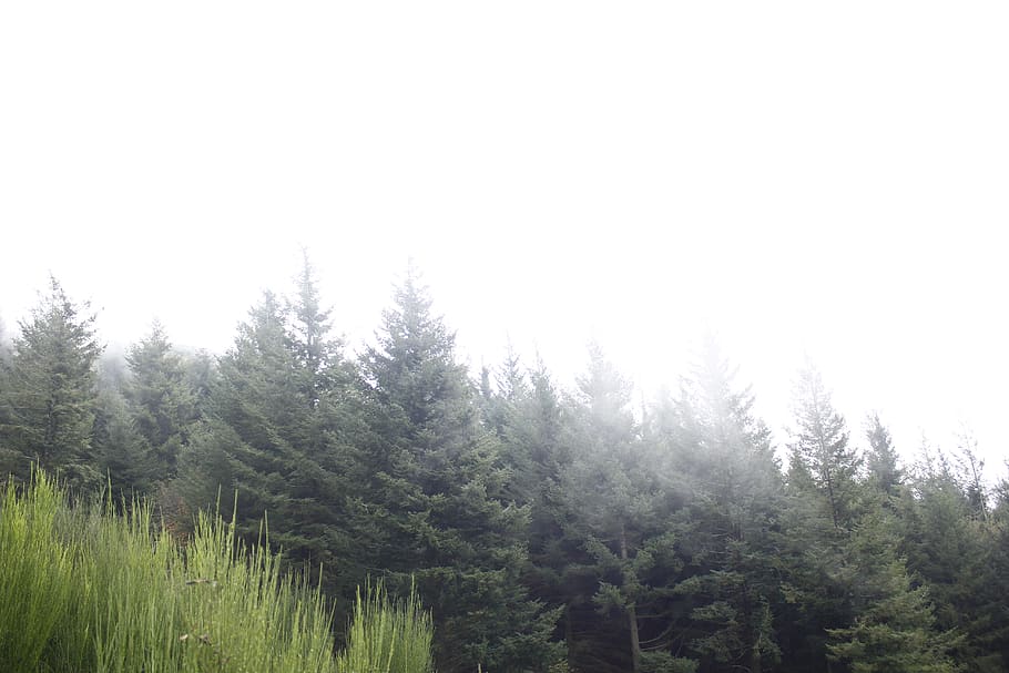 spain, montseny, forest, trees, fog, mountain, plant, beauty in nature HD wallpaper