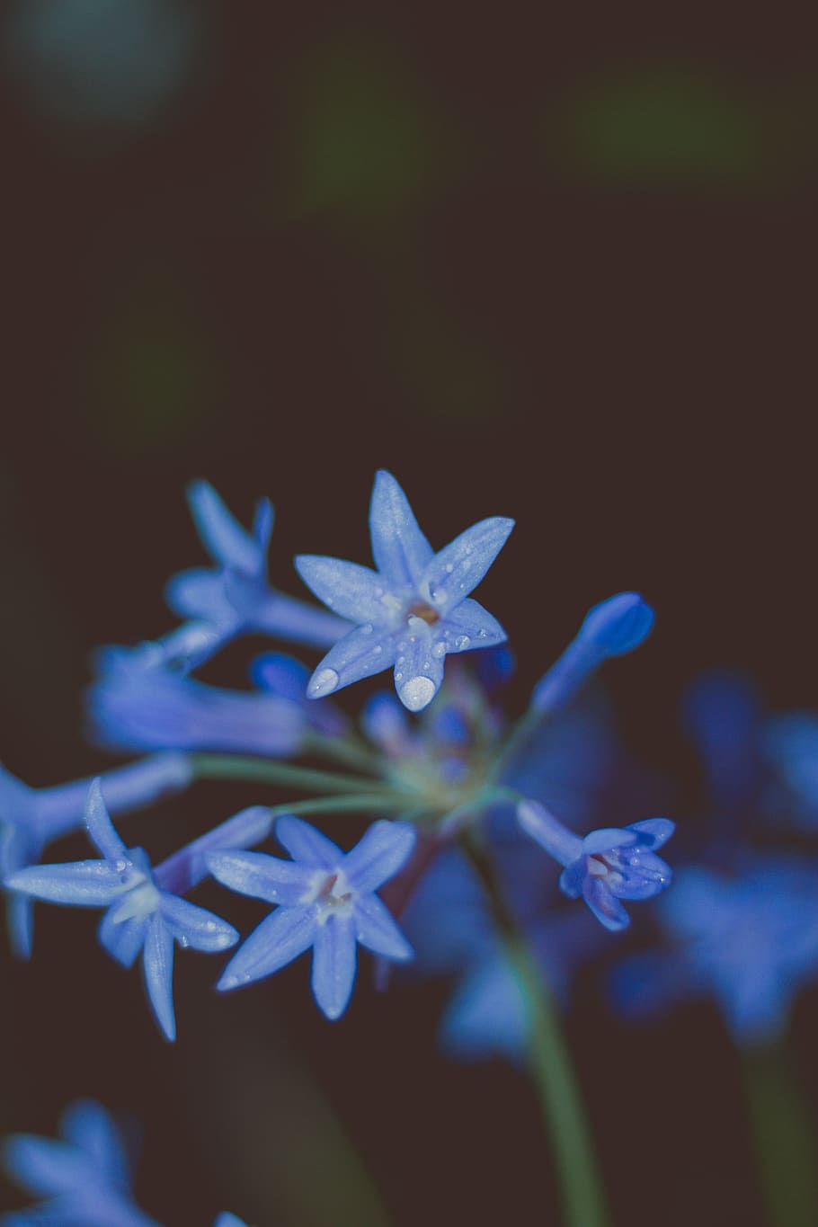 blooming blue flowers, flowering plant, vulnerability, fragility HD wallpaper