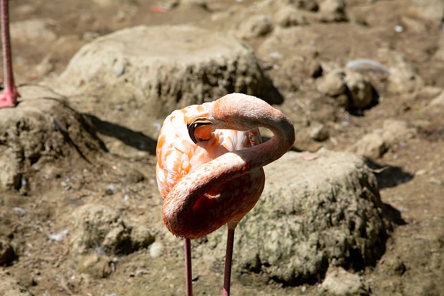 flamingo, bird, salmon, pride, plumage, animal world, bill HD wallpaper