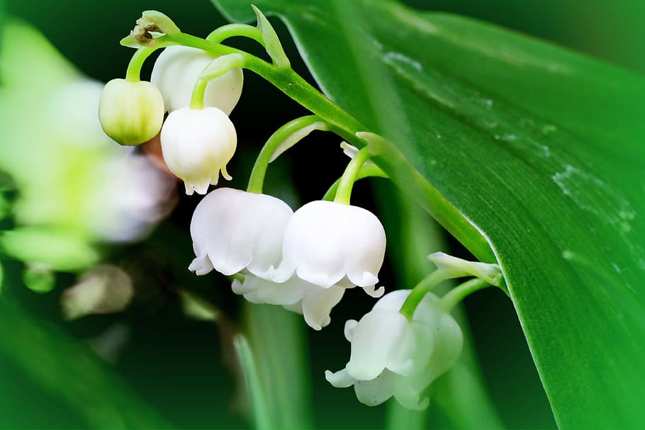 may, the merry month of, lily of the valley, flowers, spring, HD wallpaper