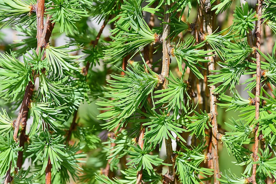 tree, green, nature, plant, wild, green color, growth, pine tree HD wallpaper