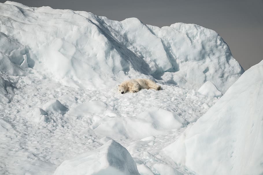 polar bear lying on snow covered mountain, nature, outdoors, ice, HD wallpaper
