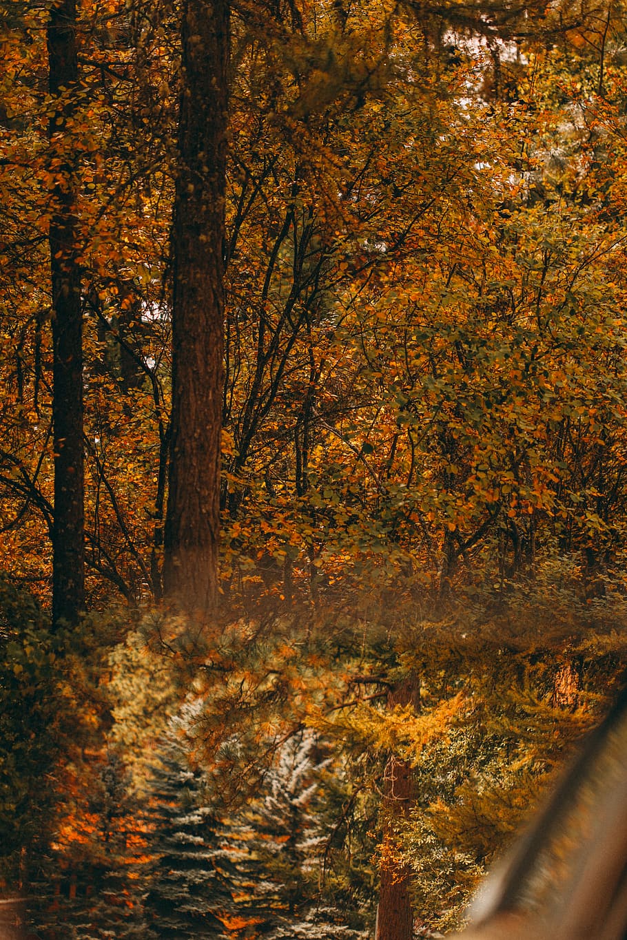 orange leafed trees, missoula, united states, road, dirt road HD wallpaper