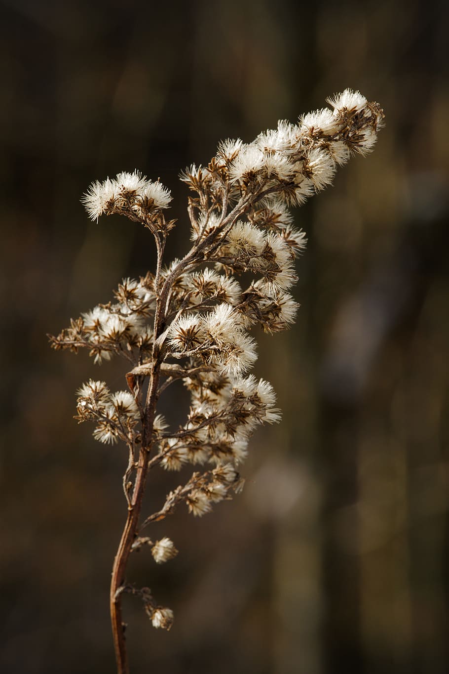 winter, backlighting, plant, contrast, winter flower, grass HD wallpaper