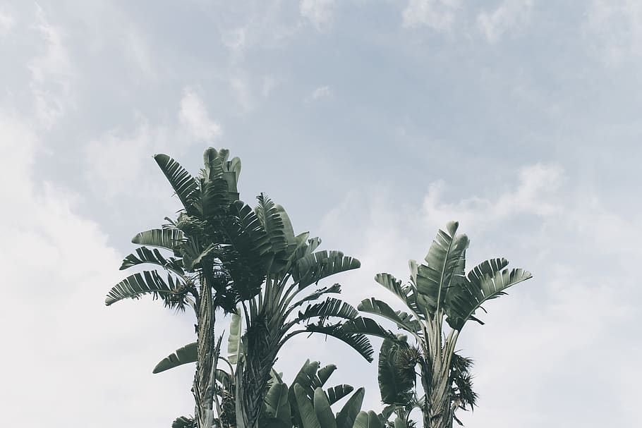 palm tree, vegetation, sky, blue, cloud - sky, plant, low angle view HD wallpaper