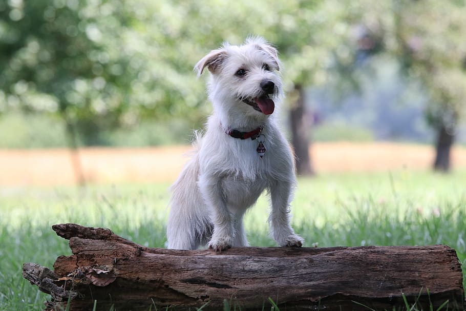 sommer, summer, tree, green, animal, dog, puppy, mix, terrier HD wallpaper