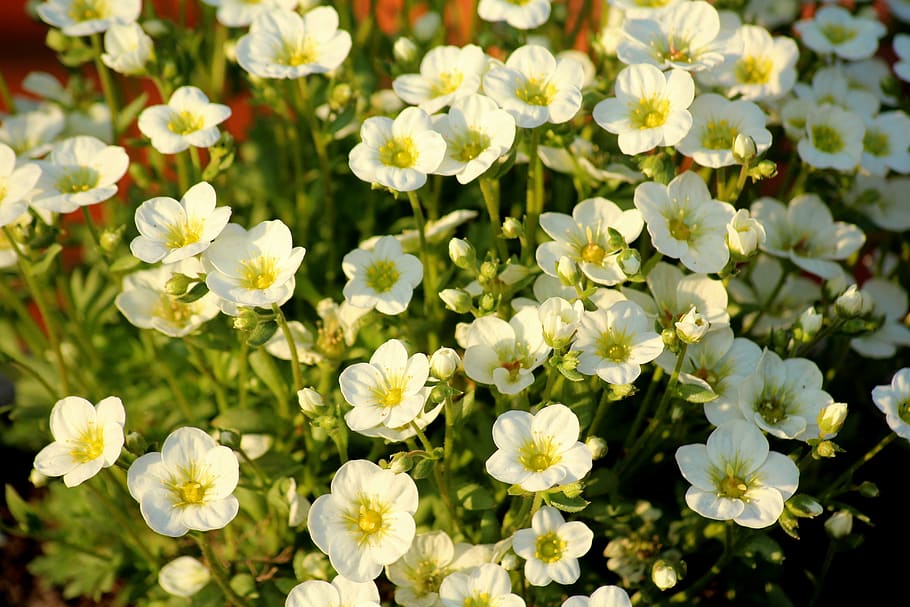 flowers, white flowers, spring, delicate, flowering, plant HD wallpaper