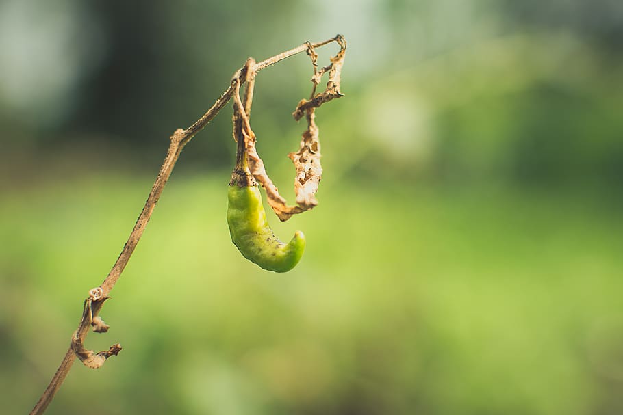 Green Pepper, chilli, close-up, garden, plant, focus on foreground HD wallpaper