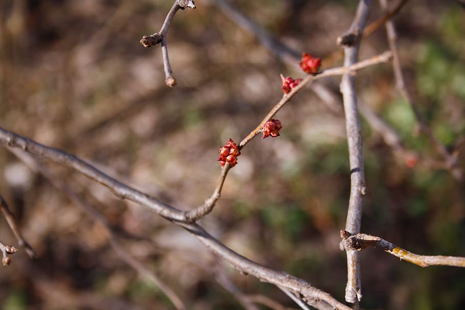 trees, winter, snow, nature, flower, plant, food and drink HD wallpaper