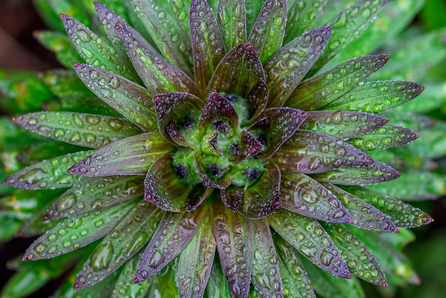 plant, green, pattern, wet, rain, rain drops, blooming, macro HD wallpaper