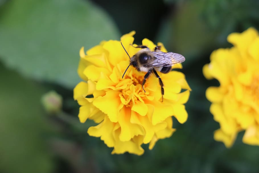 bee, flower, summer, macro, bloom, garden, blossom, flowering plant HD wallpaper
