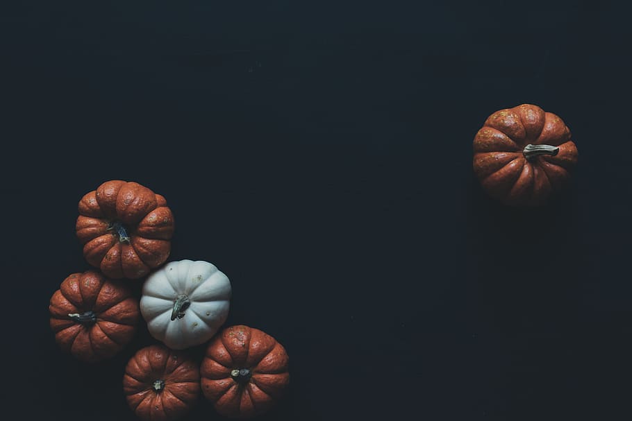 Photo of Brown and White Pumpkins, black background, blur, copyspace HD wallpaper