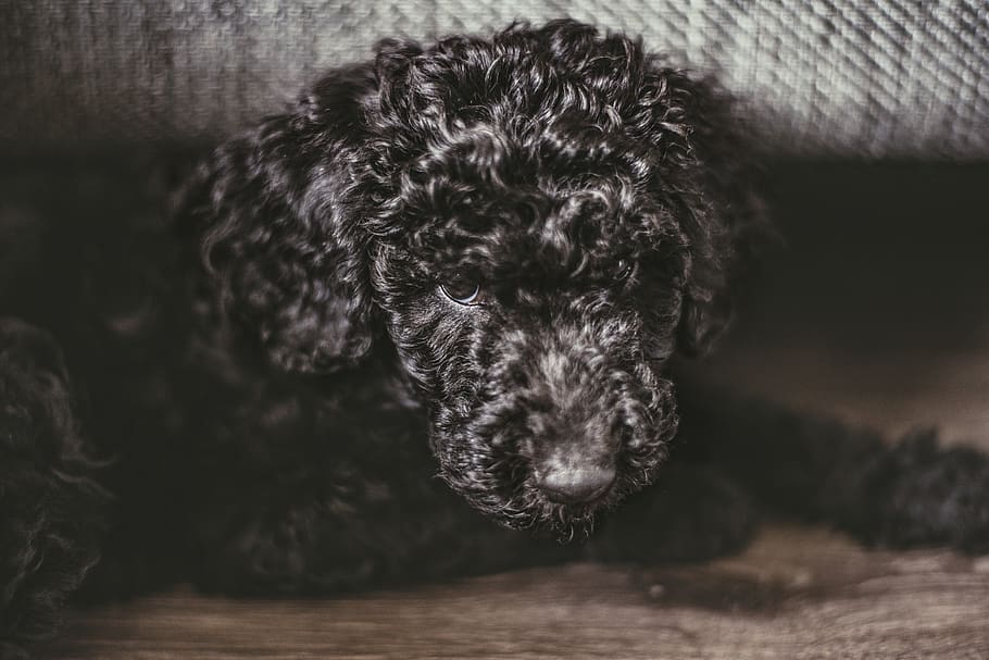 black standard poodle puppy lying on floor, pet, dog, canine, HD wallpaper
