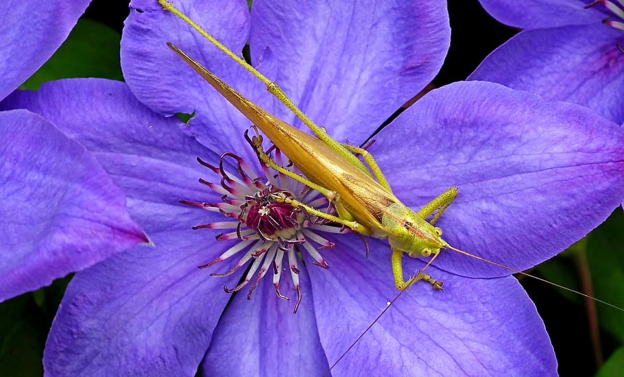 grasshopper, insect, flower, clematis, blue, macro, nature HD wallpaper
