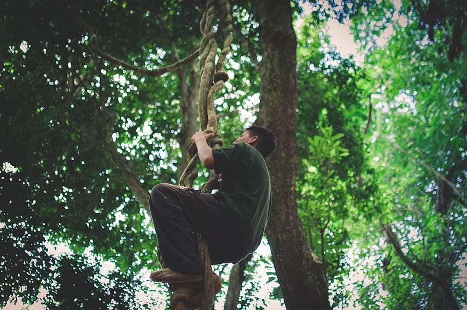 man climbing tree during daytime, human, person, outdoors, plant HD wallpaper