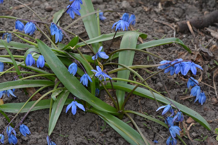 spring, flowers, blue, flowering plant, fragility, purple, freshness HD wallpaper