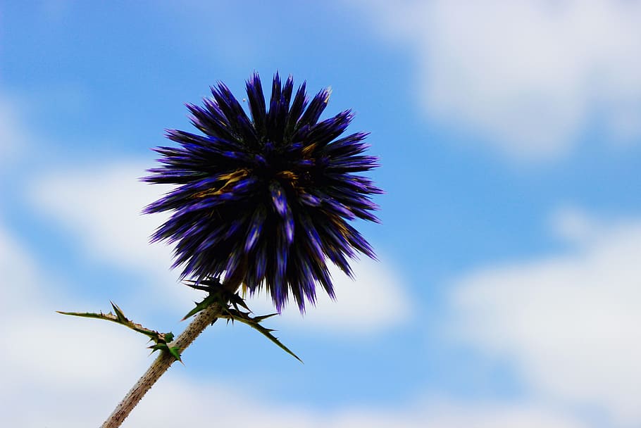 flower, violet, petal, bloom, garden, plant, nature, autumn HD wallpaper