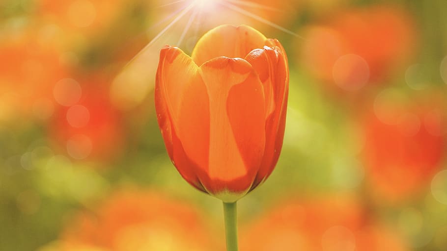 tulips, flowers, spring, spring flowers, tulip field, red, yellow HD wallpaper