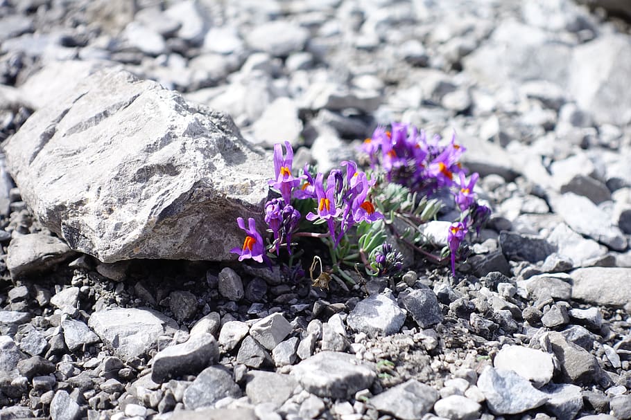 HD wallpaper: alpine flower, mountain flower, pink, violet, alpine