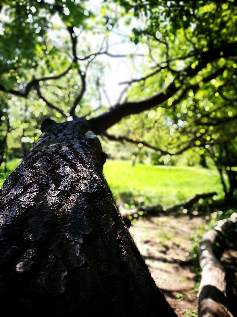 romania, bucharest, branch, tree, plant, tree trunk, nature HD wallpaper