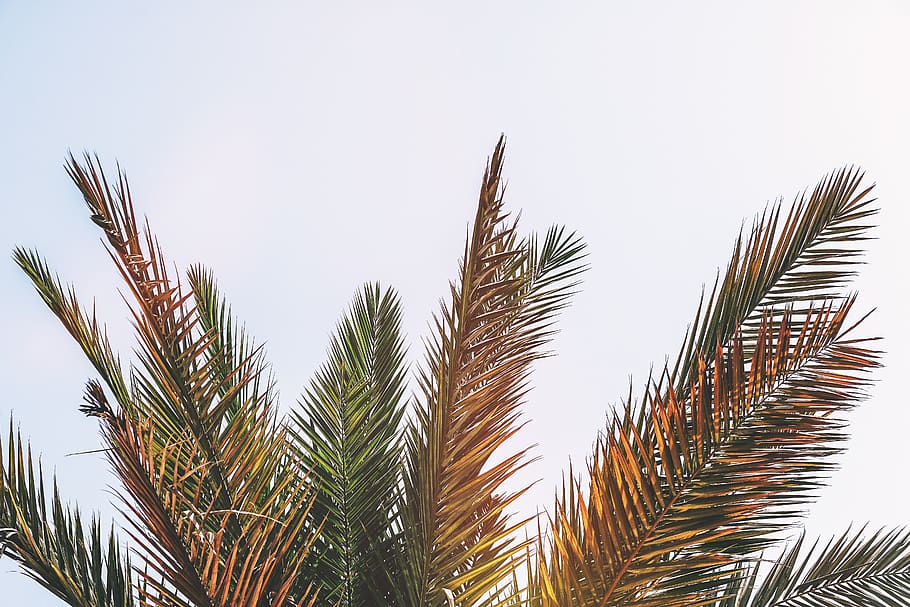Palm Tree, clouds, coconut tree, day, daylight, green, nature HD wallpaper