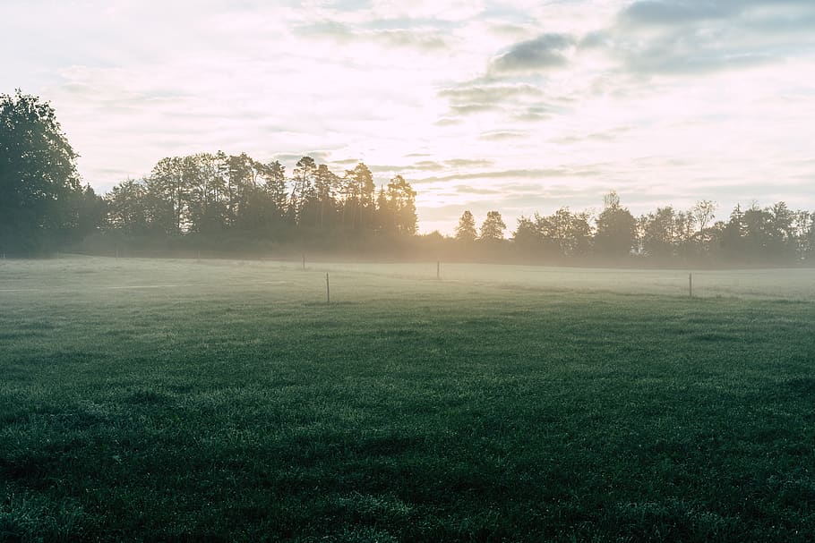 green grass field during daytime, weather, nature, mist, fog HD wallpaper