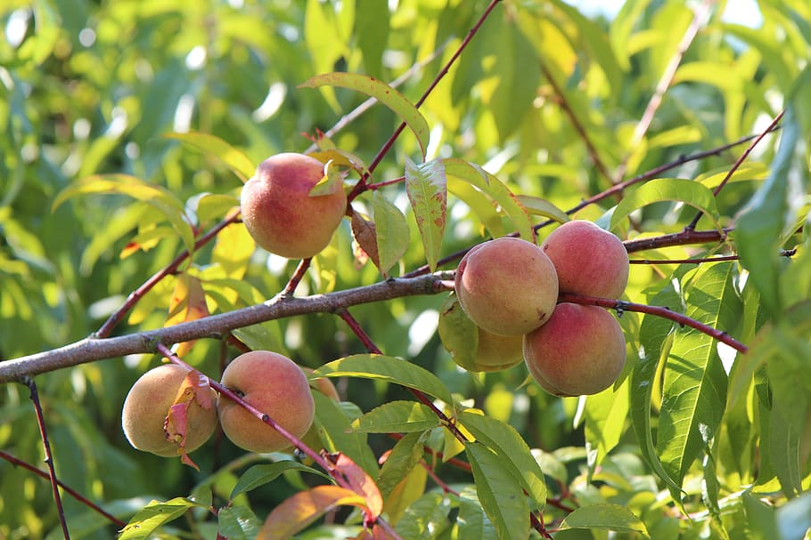 fishing, fruit tree, healthy eating, plant, food and drink, HD wallpaper
