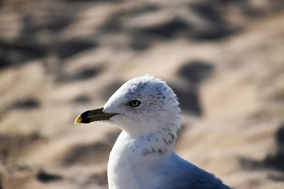seagull, beach, sand, bird, one animal, animal wildlife, animal themes HD wallpaper