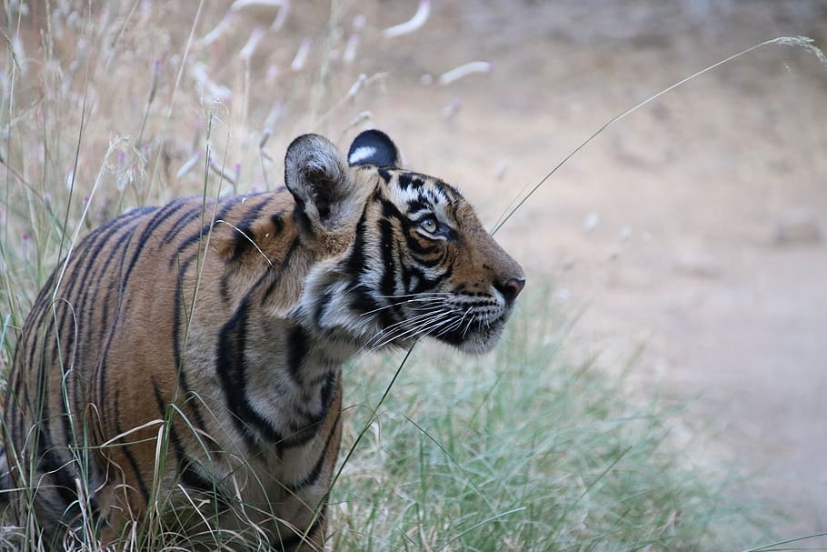 tiger, india, wild, predator, cat, large, animal themes, one animal HD wallpaper